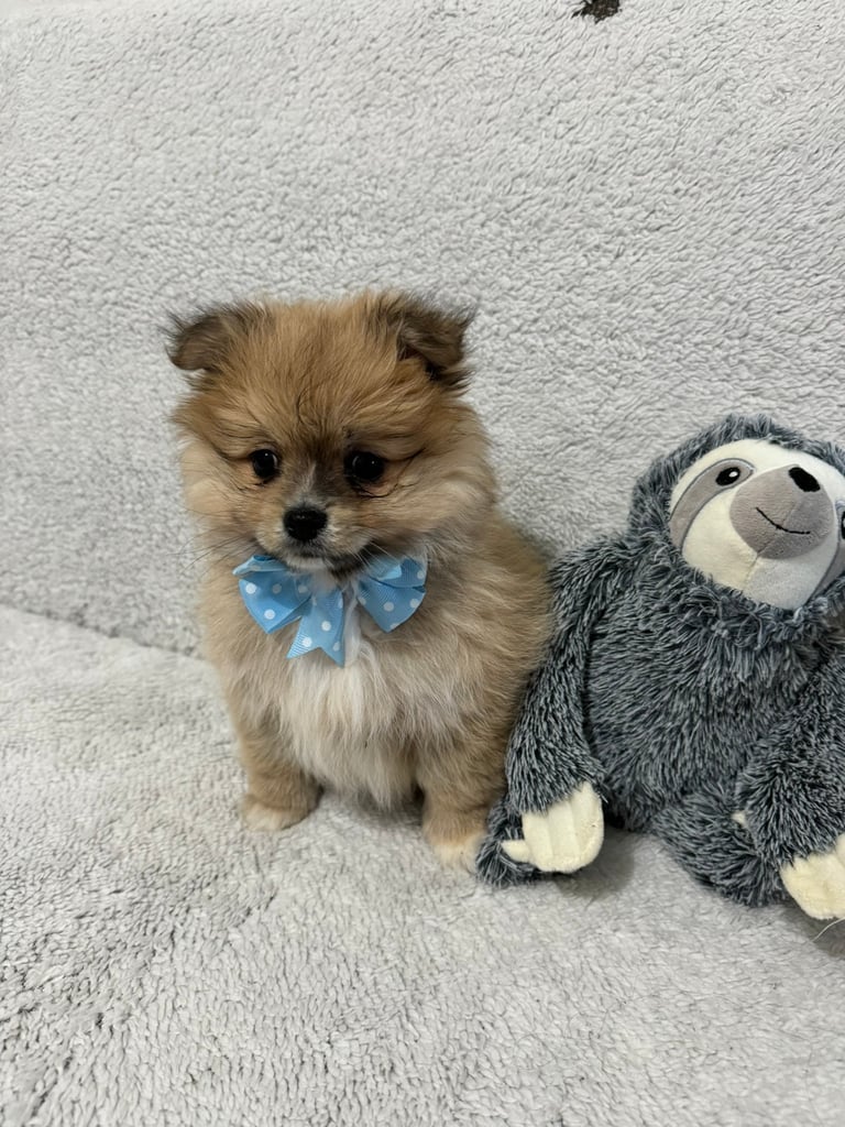 Pomeranian | Dogs & Puppies for Sale - Gumtree