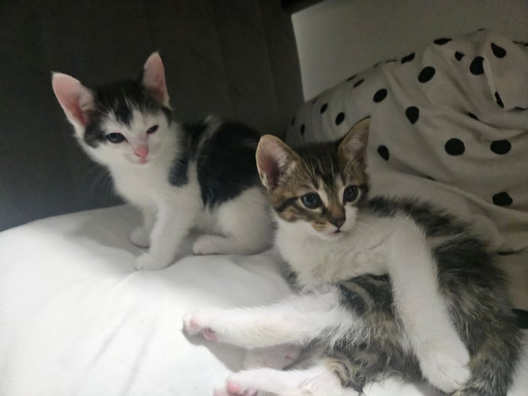 Kittens for sale 2 females