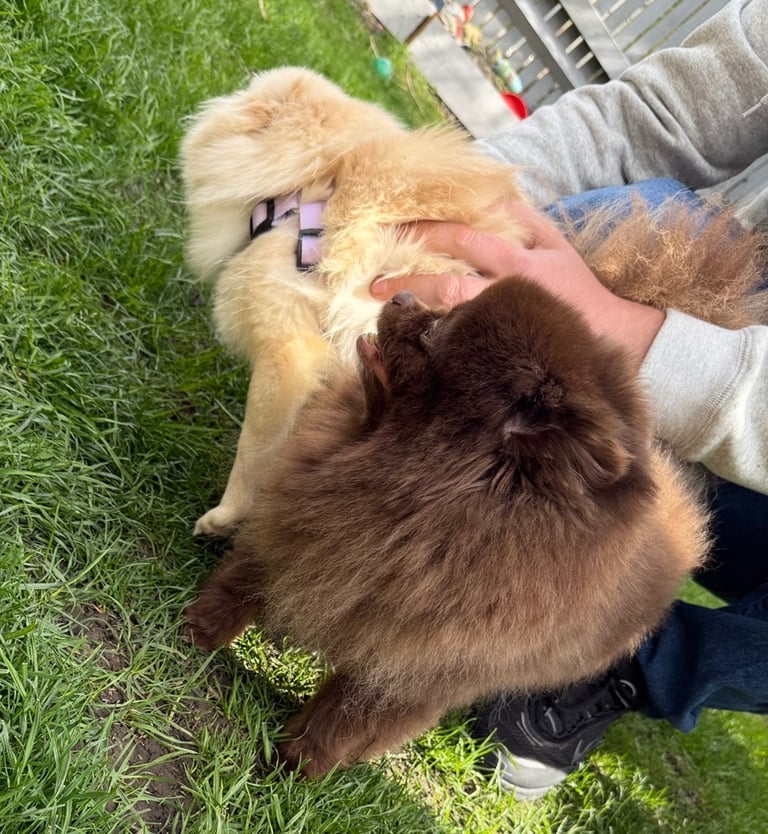 Beautiful xxs Pomeranian puppies 