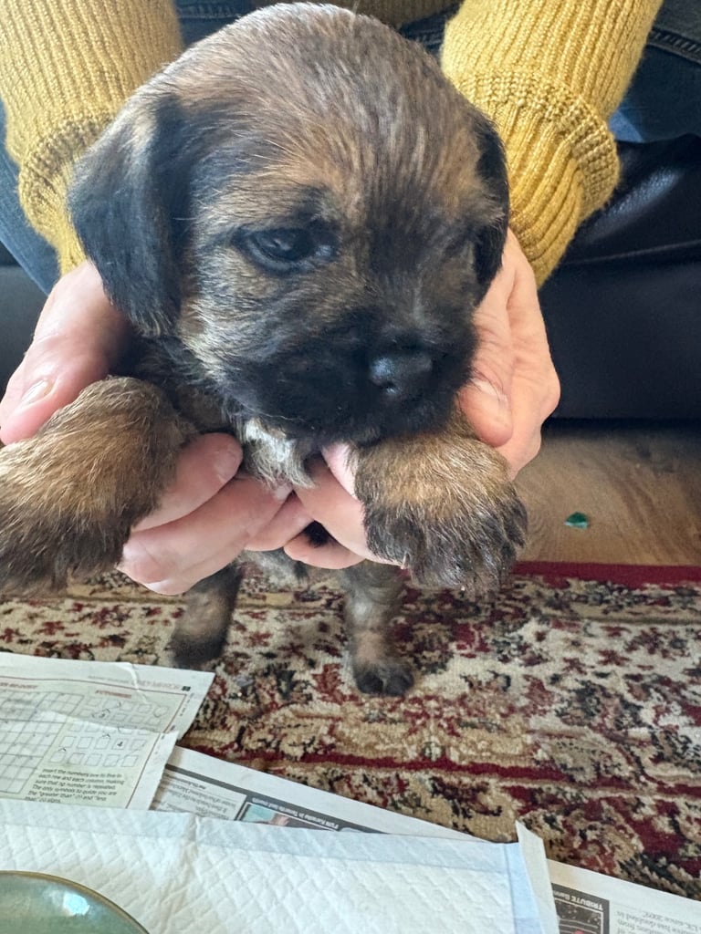 Border Terrier pups 