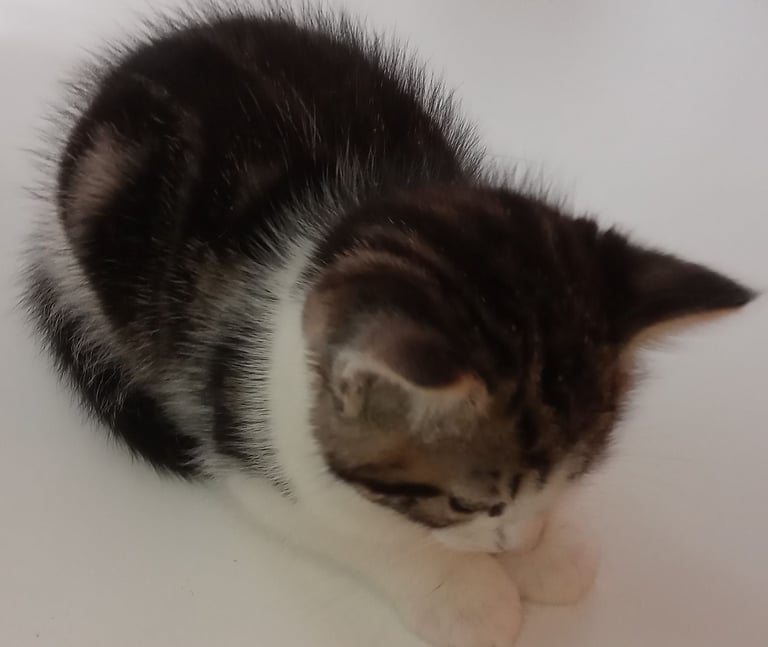 Kittens - ready to move