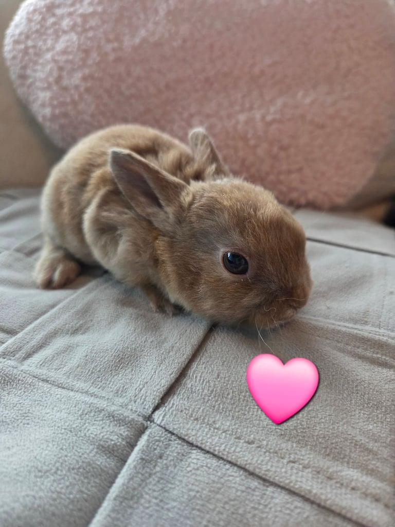 🐰 Beautiful mini rex babies 🐰