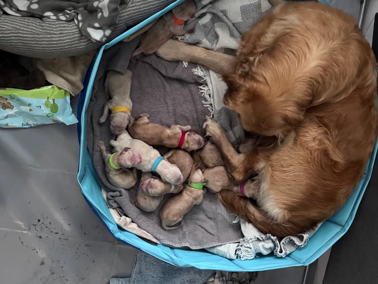 Purebred Golden Retriever Puppies