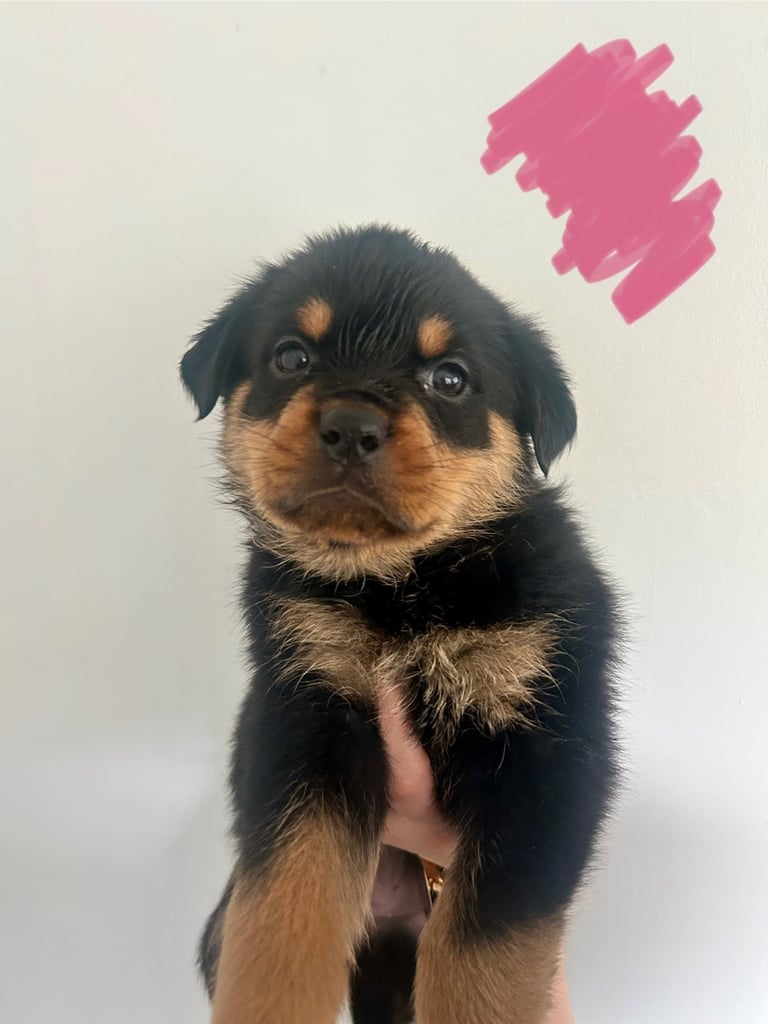 8 Rottweiler pups-1 GIRL LEFT!!