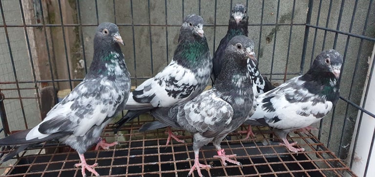 Pakistani Highflyer Pigeons For Sale