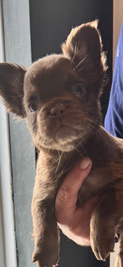 Beautiful Frenchbulldogs 