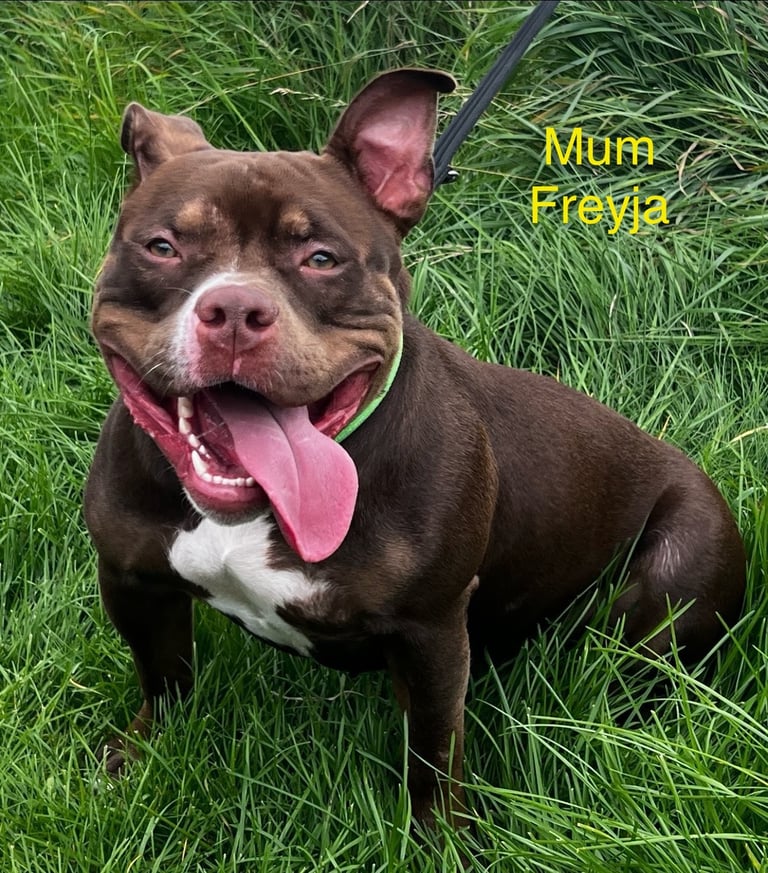 Pedigree pocket bully pups for sale! 