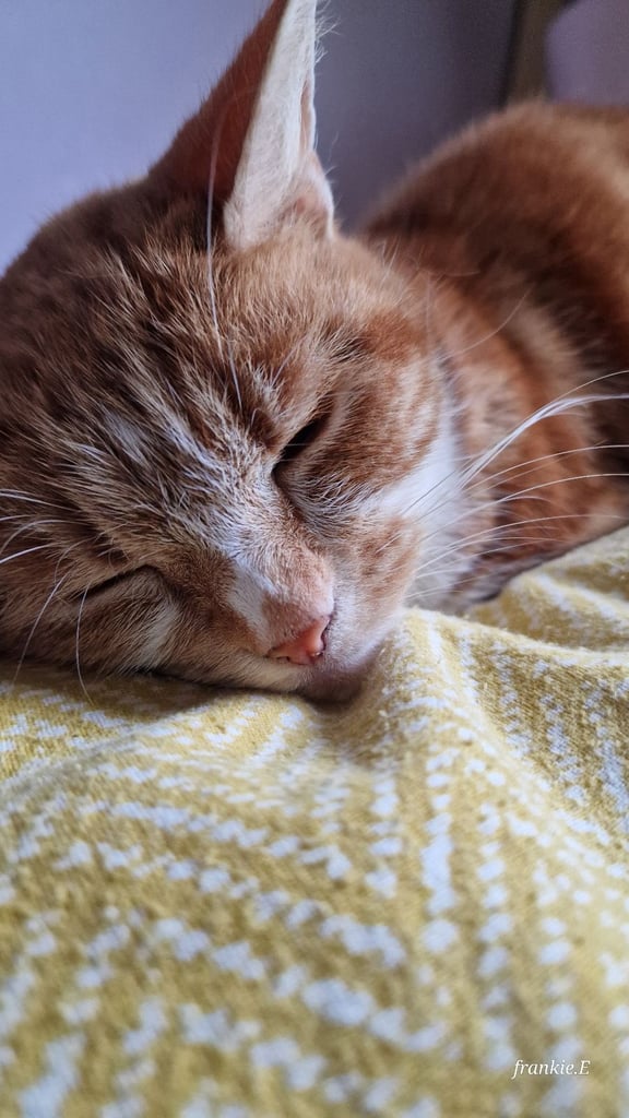 Well loved ginger needs rehoming