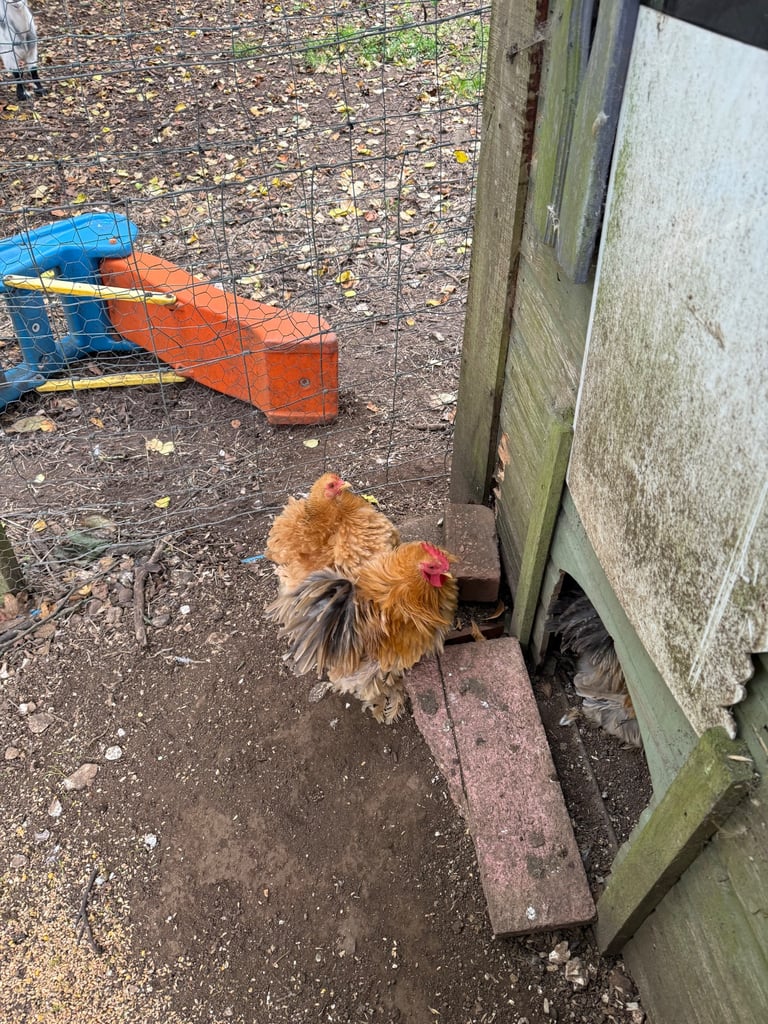 Two bantam cocks for sale 