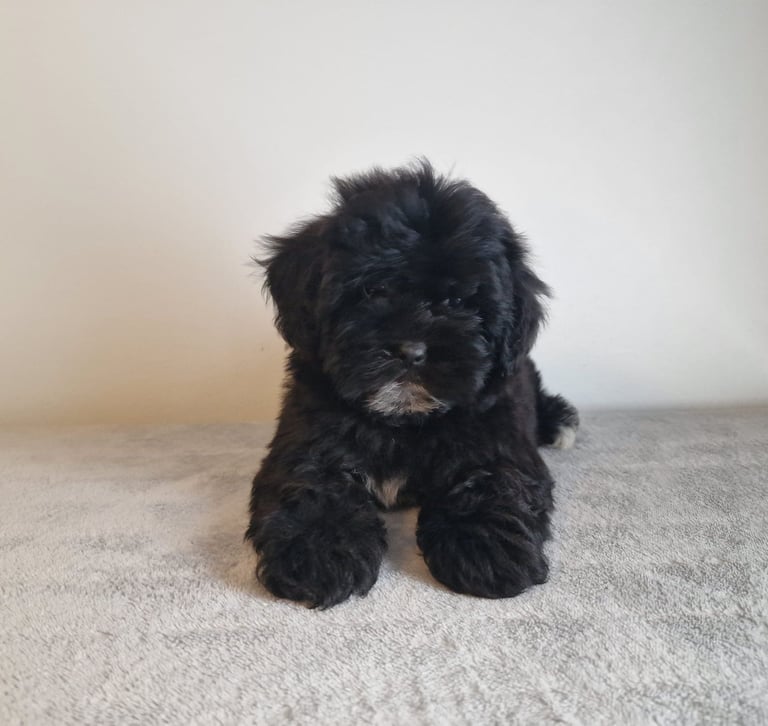 Shih Tzu puppies 