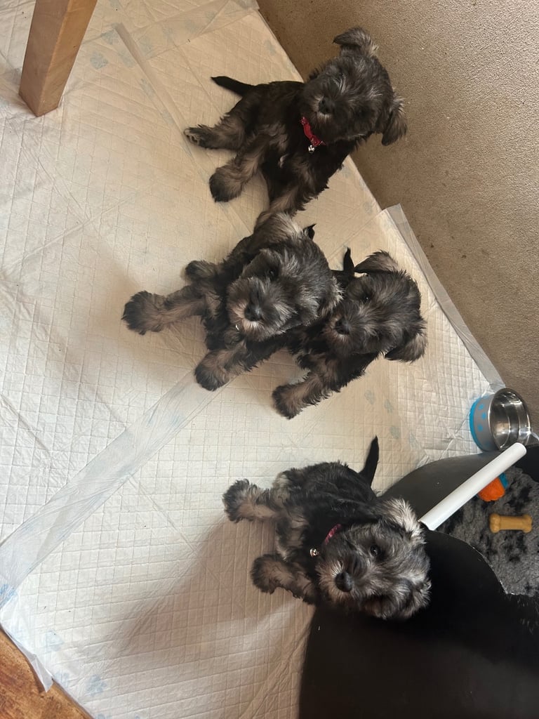 Miniature Schnauzer Pups