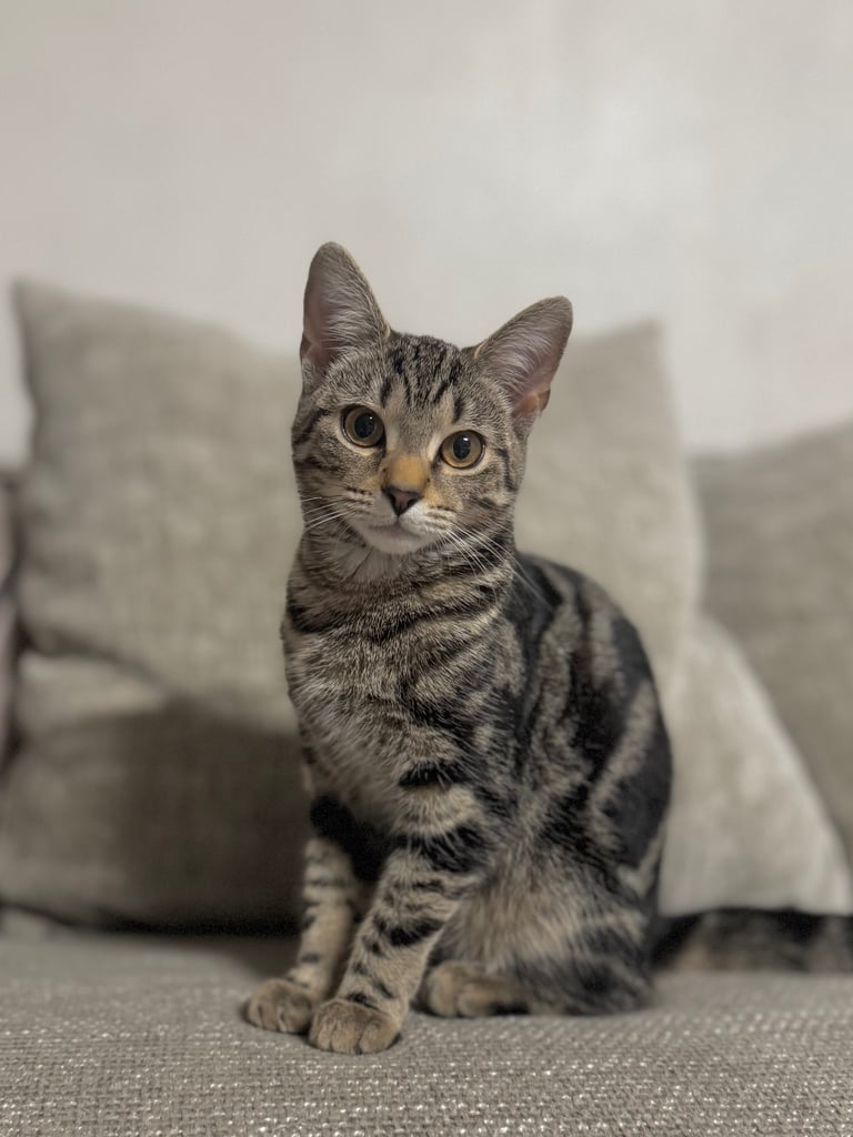Sweet 15-Week-Old Female Kitten