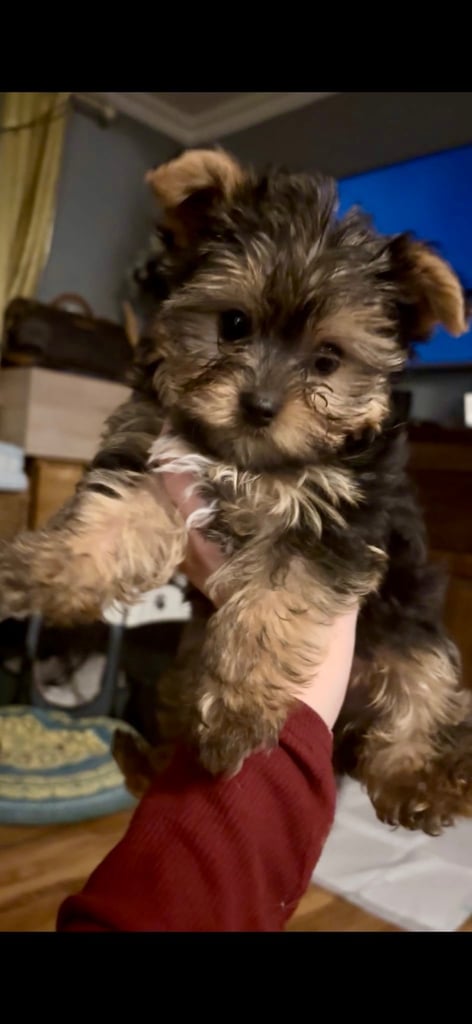 3 miniature Yorkshire terrier boys 5 gen pedigree 