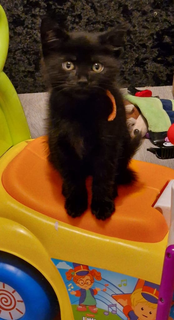 7  beautiful female kittens ready for forever home now 