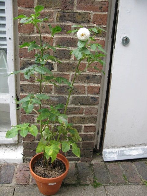 image for Dahlia plant