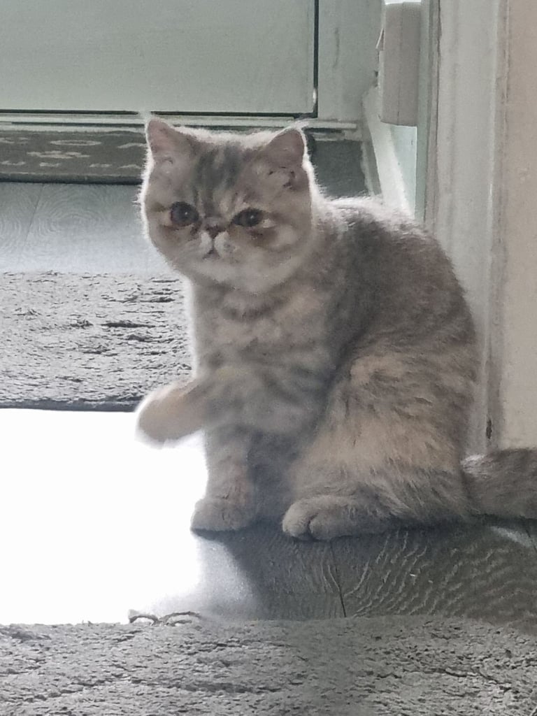 Exotic Persian kitten female lap cat
