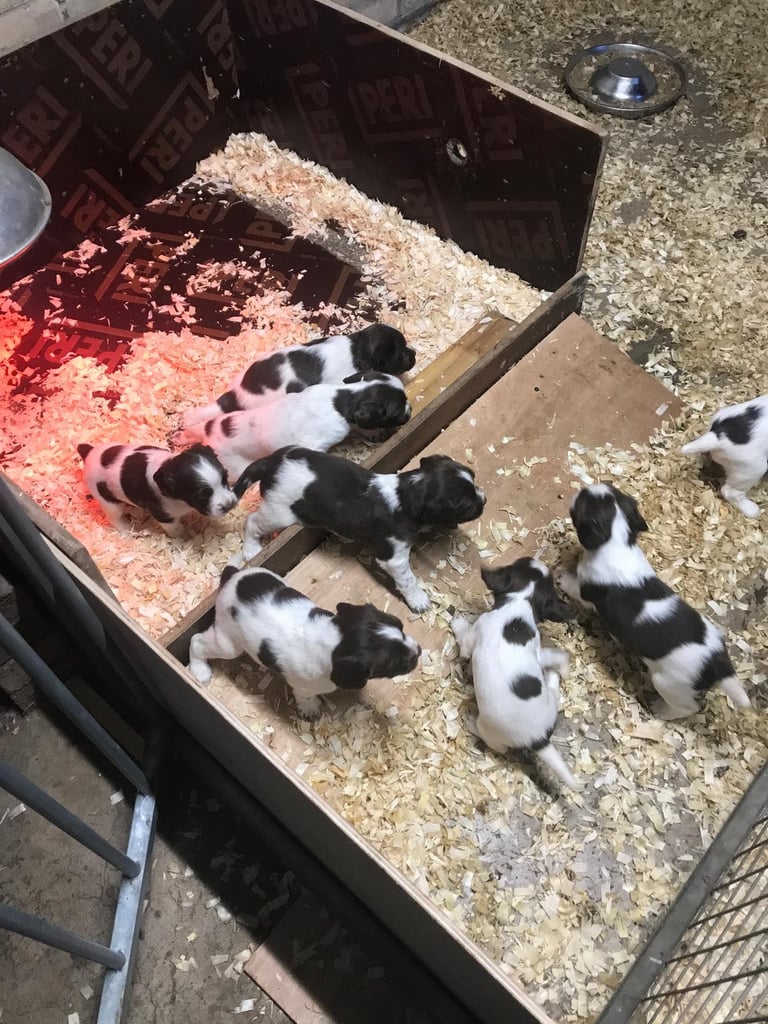 image for English springer spaniel pups 