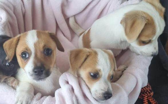 Jack Russell puppies 