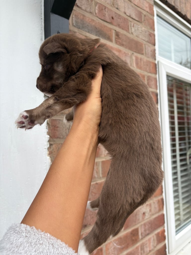 Pedigree Siberian Husky Puppies 3 GIRLS LEFT!!