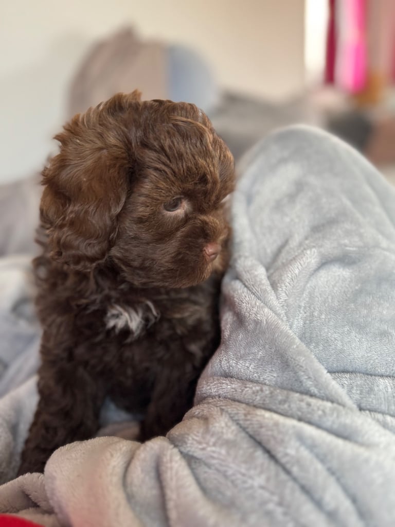 image for Stunning Shihpoo puppies Ready to leave