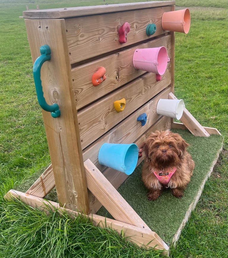 Imperial shih tzu cross for sale