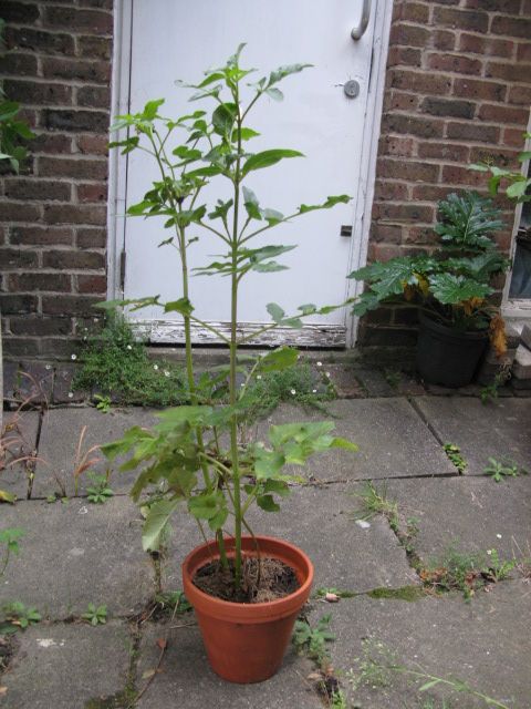 Dahlia plant
