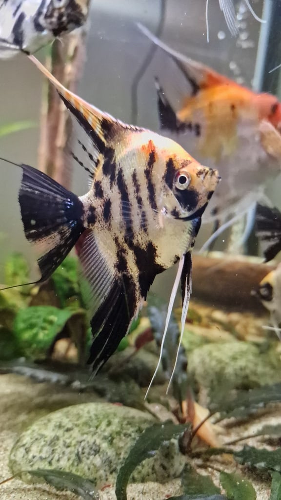 Koi Angelfish