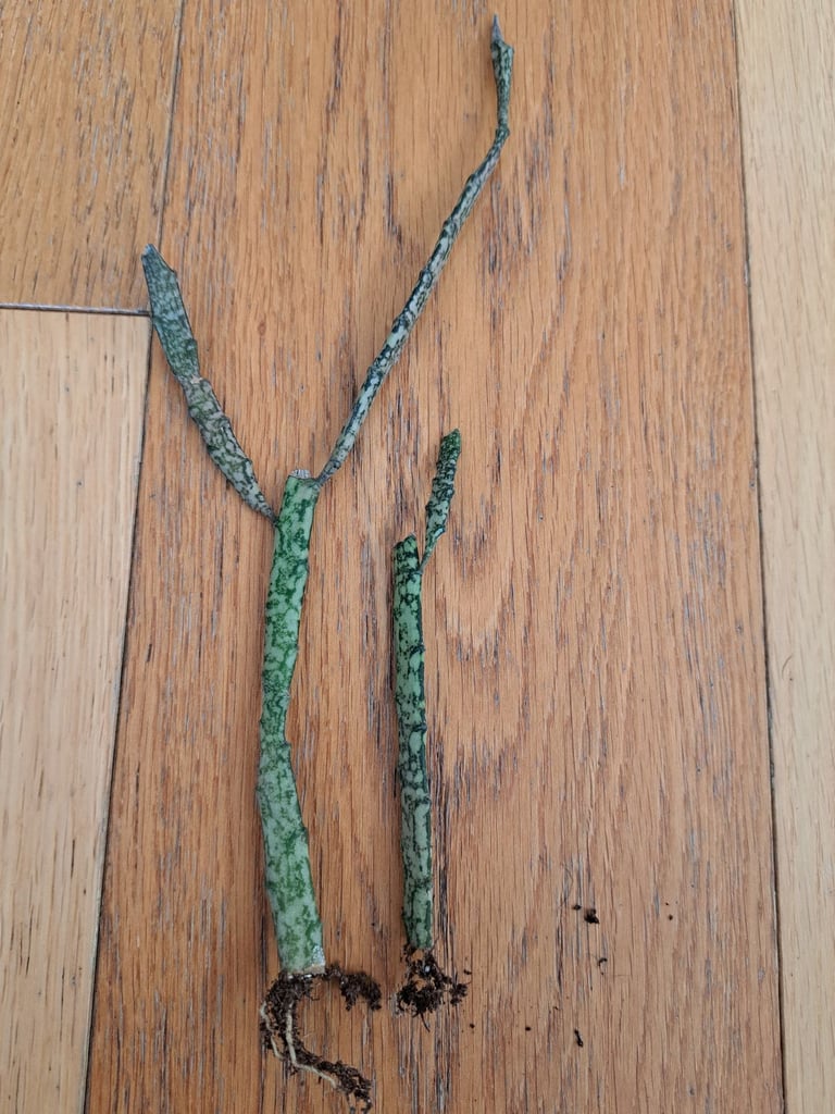 Euphorbia "dead stick plant" - succulent plant houseplant