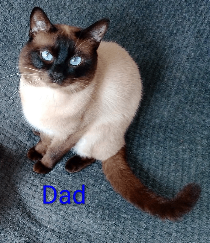 Siamese Cats Kittens for Sale Gumtree