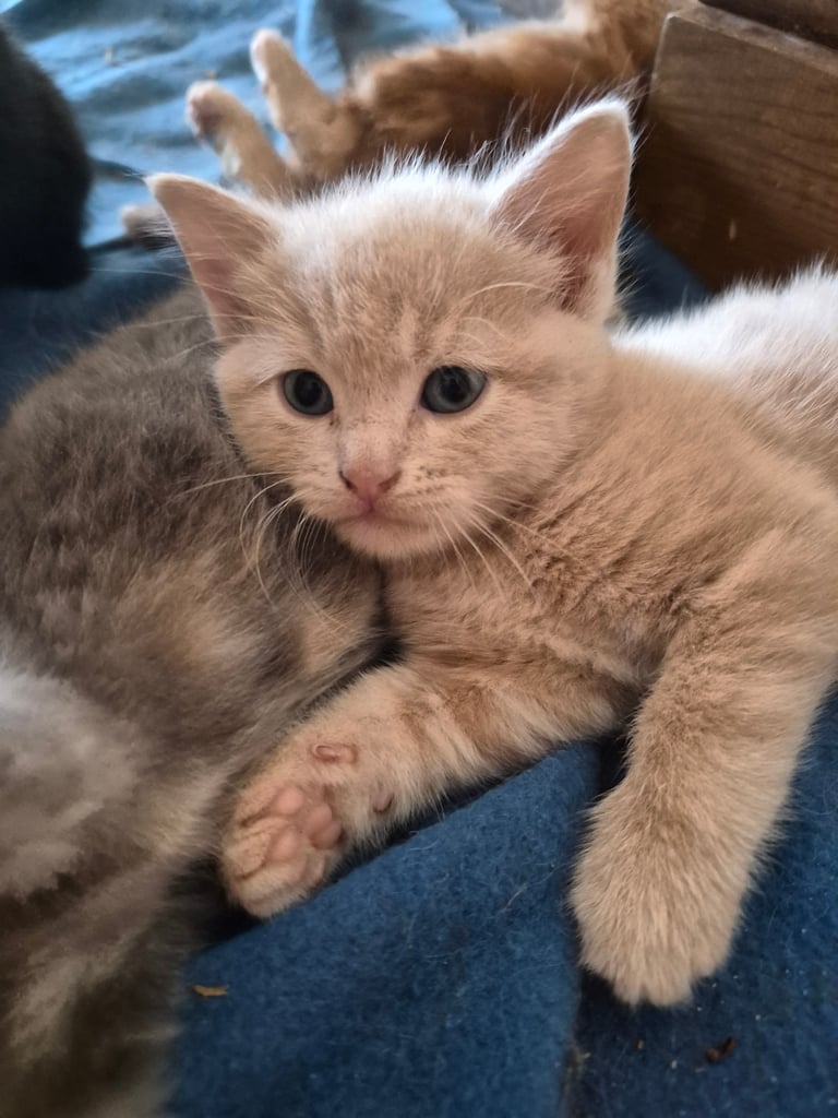 Gorgeous kittens for forever homes