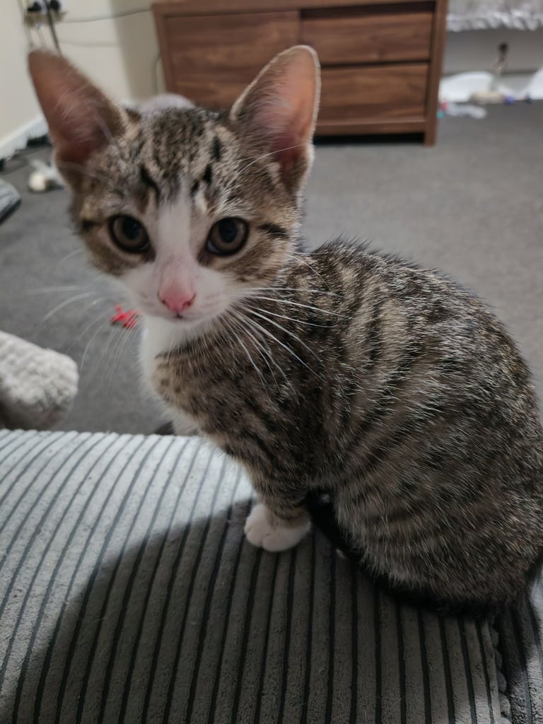 2 beautiful Male Kittens looking for their forever home 