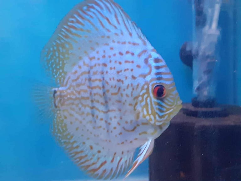 Beautiful Red and Blue Discus 