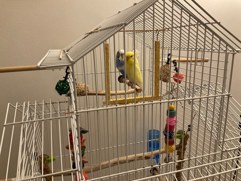image for Couple of budgies young and energetic looking for a new home. 