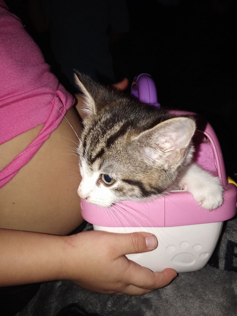 Kitten For Sale £120 !! Last One 