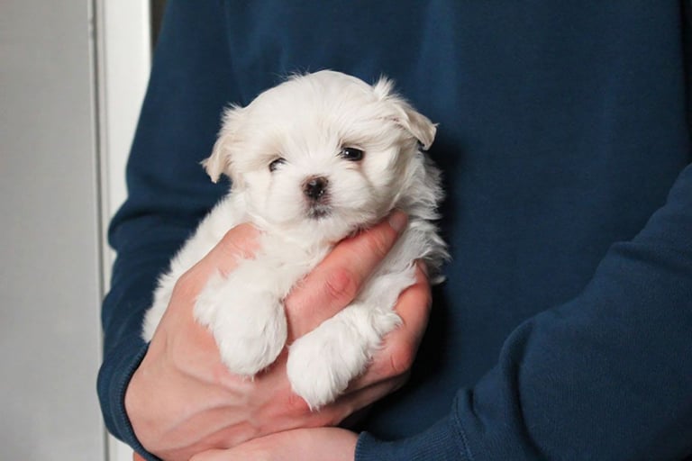 Gorgeous Tiny Maltese Puppies