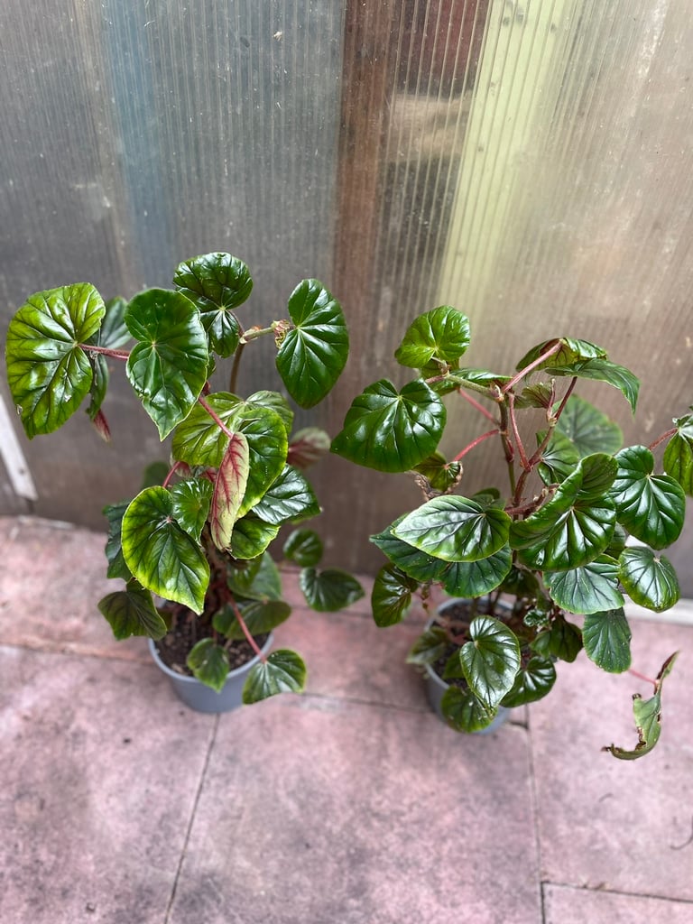 BEGONIA PLANTS 