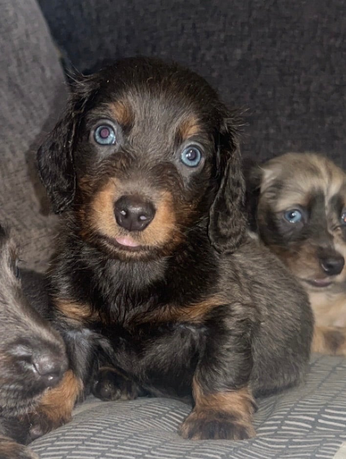 Dachshund puppies ready 20th novemeber 