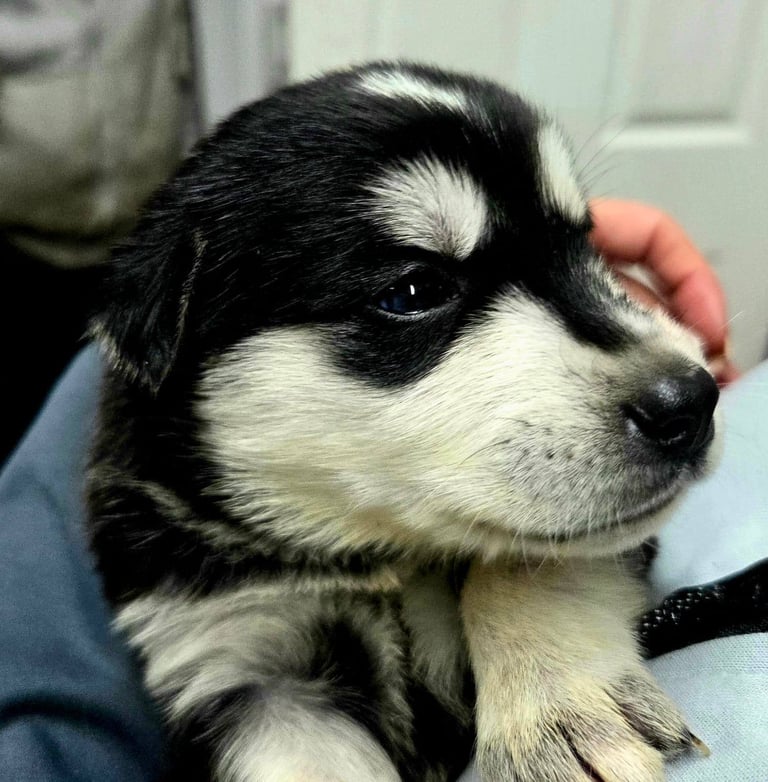 Goberians (siberian husky X goldenretriever