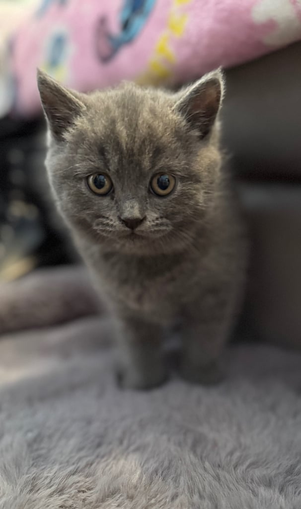 British Blue Kittens for sale