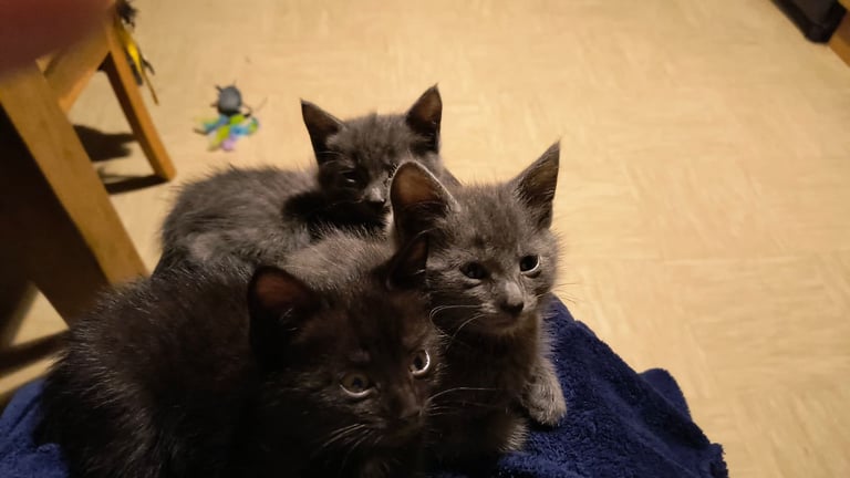 Catss kittens
