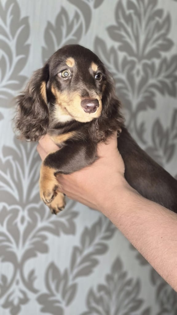 Miniature Long-Haired and short-haired 