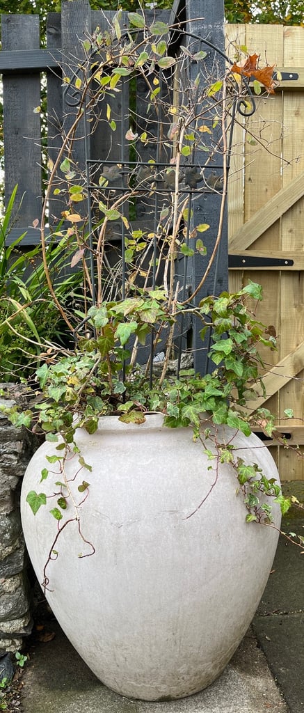 image for Free Large plant pot with honeysuckle and ivy 
