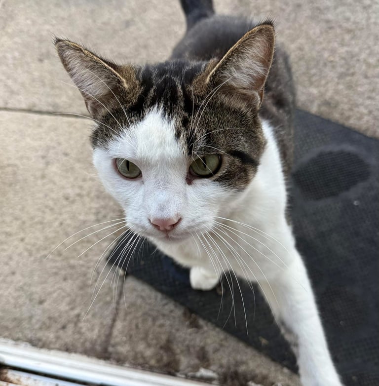 Two male cats for sale