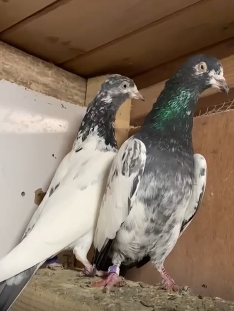 Pakistani Hi- flying  pigeons 