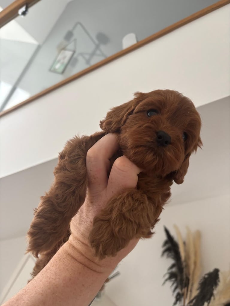 image for F1 red toy Cavapoos health tested 