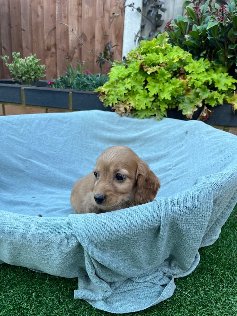 Six beautiful Cocker spaniel puppies