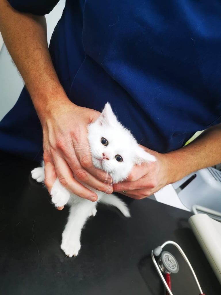 British shorthair kittens  