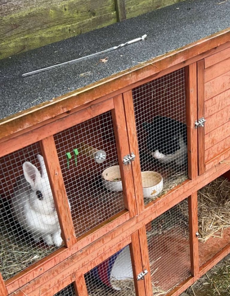 image for 2 year old rabbit for sale 