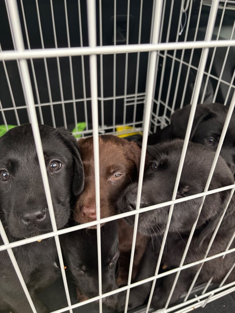 Black Labrador puppies - only 3 left