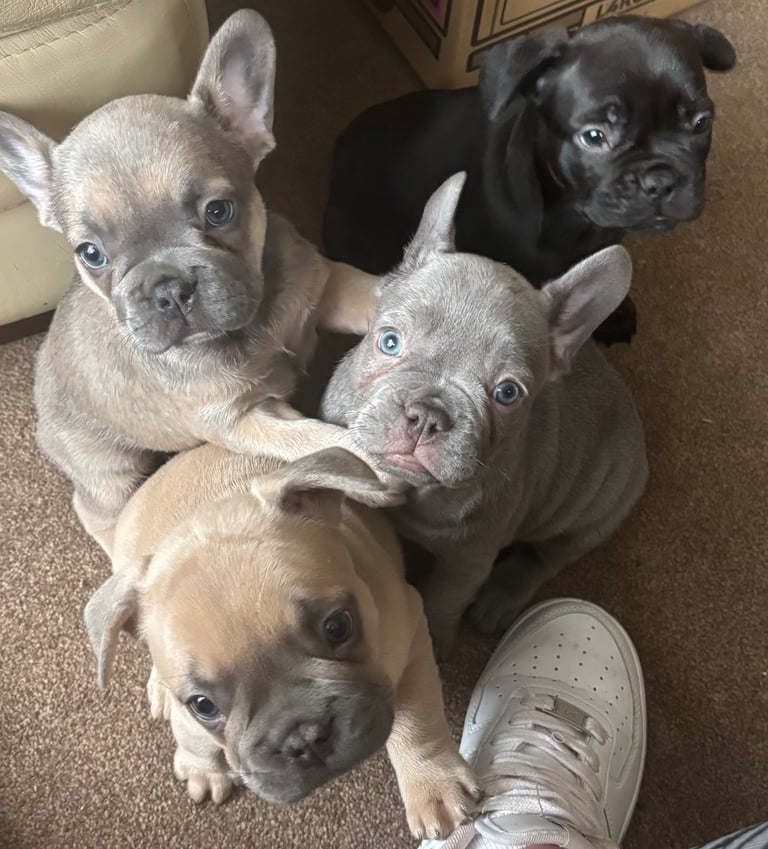 French bulldogs ready now 